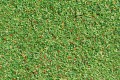 Scatter material meadow light green